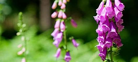 7 Foxglove Care Tips | DoItYourself.com