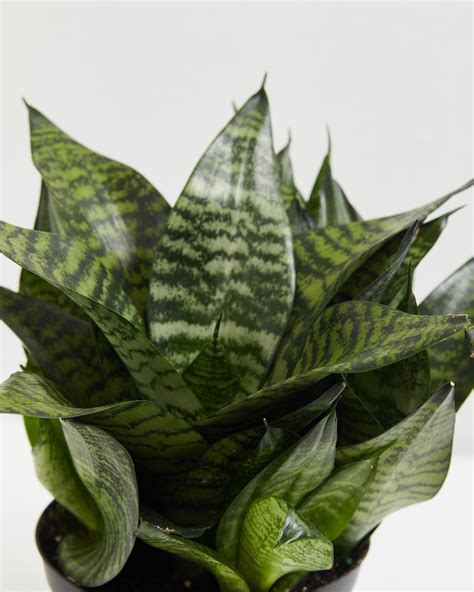 Zeylanica Superba Snake Plant Indoors Plants Lively Root