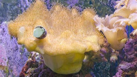 Les coraux les plus résistants pour un aquarium récifal débutant