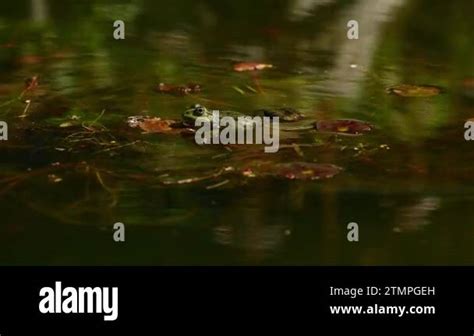 Frog Crying In Water European Common Frog Pelophylax Lessonae Calling