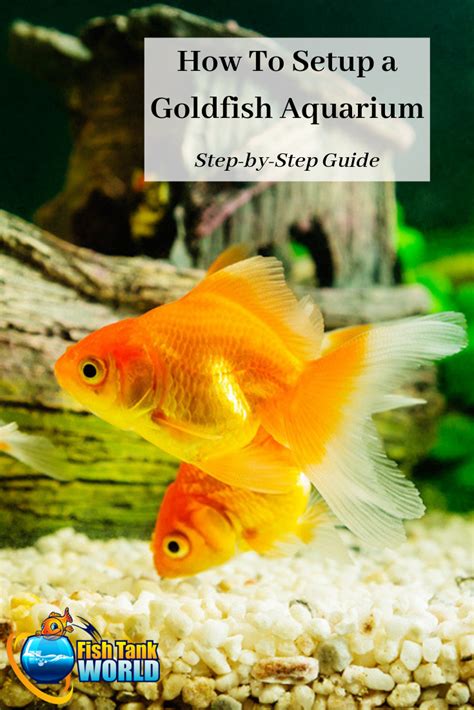 Goldfish Tank Size Guide What S The Minimum Tank Size