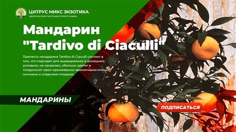 Мандарин Тардиво ди Чакулли 62 C deliciosa Tardivo di Ciaculli