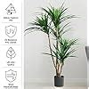 Amazon Pure Garden Artificial Tree 51 Inch Tropical Yucca Plant