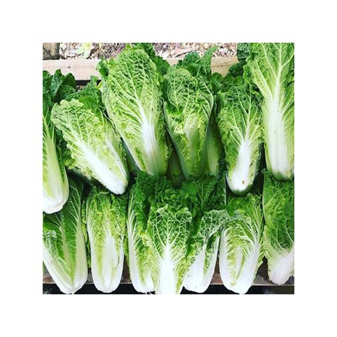 Napa Cabbage Buy Garden Seeds Online Zappa Seeds