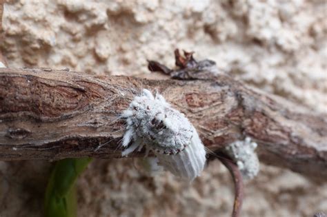 Come Eliminare Le Cocciniglie Dalle Piante Ornamentali