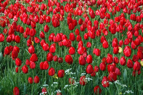 Free Images Flower Petal Spring Red Colorful Happy Tulips