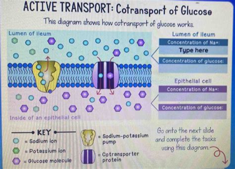 Solved Active Transport Cotransport Of Glucose This Diagram Shows How