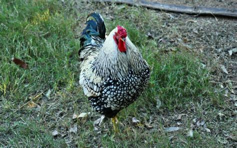 Wyandotte Chicken Breed Profile Facts Learnpoultry