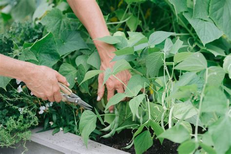 Complete Guide To Growing Vegetables In An Organic Garden • Gardenary