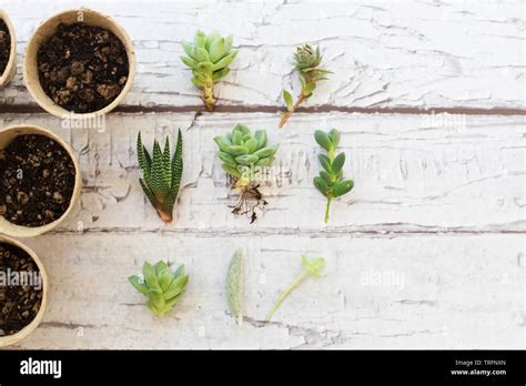 Preparing succulent cuttings for propagation Stock Photo - Alamy