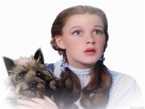 Dorothy and Toto - yorkshire_rose Wallpaper (30533100) - Fanpop