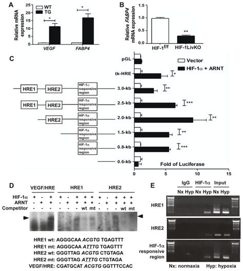 Fatty Acid Binding Protein 4 Fabp4 Is A Hypoxia Inducible Gene That