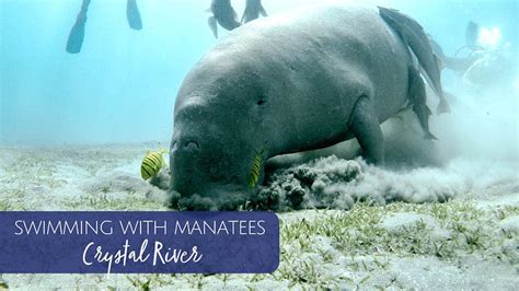 Swim with Manatees at Crystal River - Jacksonville Beach Moms