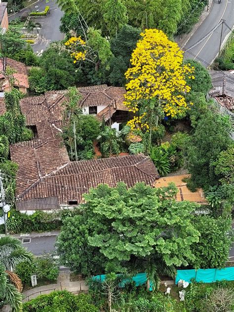 PensandoEnAntioquia on Twitter Guayacán amarillo en todo el centro