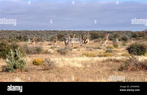 Jenny Giraffe Stock Videos And Footage Hd And 4k Video Clips Alamy