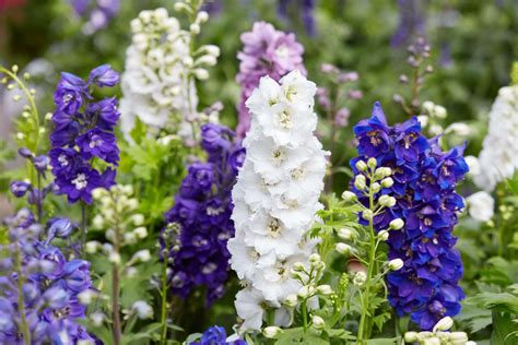 How To Grow And Care For Delphinium Flowers