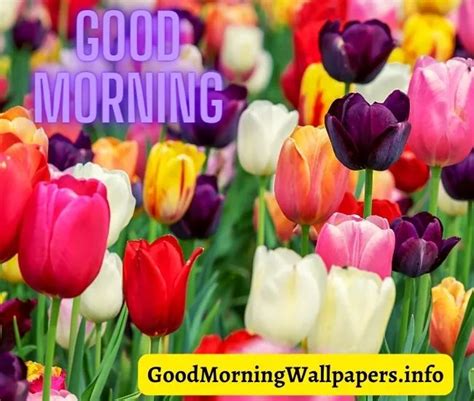 Good Morning Tulip Flowers Hd Pictures 2023