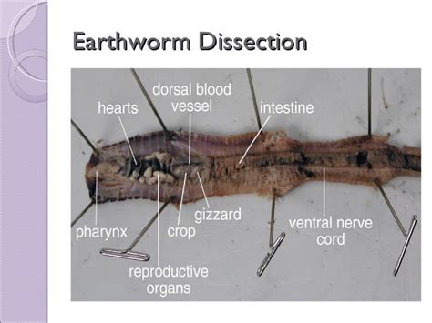 Biol 11 Lesson 4 Mar 10 - Ch. 27 Earthworm Dissection