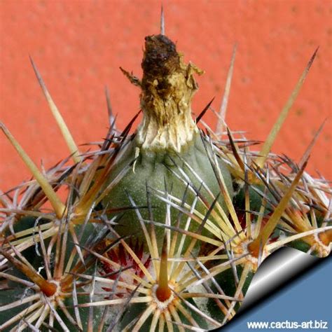 Coryphantha Echinoidea