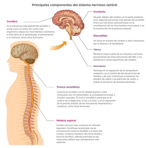 Arriba Imagen Como Hacer Un Mapa Mental Del Sistema Nervioso