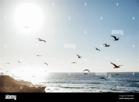 Bandada de pájaros volando fotografías e imágenes de alta resolución