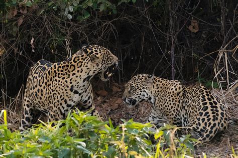 A Pair Of Mating Jaguars Panthera Onca License Image 13834629