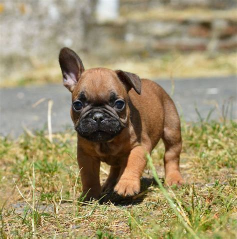 Chiot Bouledogue Français Male 2 Mâle Disponible En Nouvelle