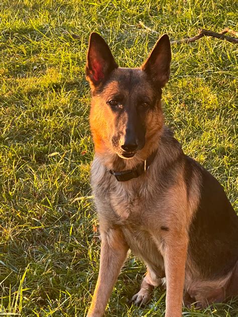 Purebred KING SHEPHERD Puppies!!! Final litter!! | Dogs & Puppies for Rehoming | Chatham-Kent ...