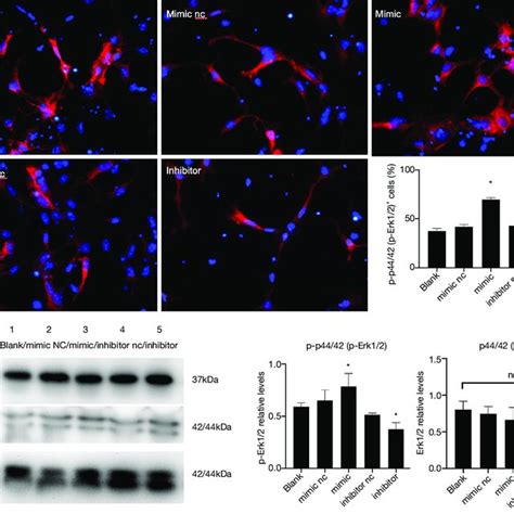 Overexpression Of Mir 140 5p Activated The Erkmapk Signaling Pathway