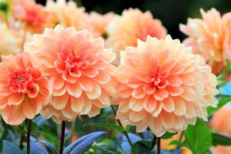 How To Grow Dahlias Tyne Valley Garden Centre