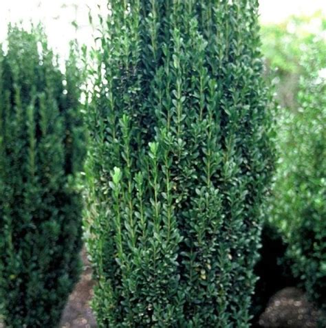 Sky Pencil Holly Plants For Spaces