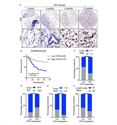 High Activating Transcription Factor 4 Atf4 Expression Is Strongly