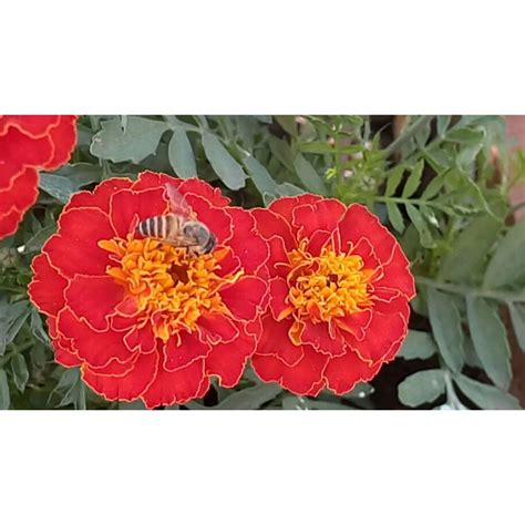 Jual Marigold Brocade Red Biji Benih Biji Bibit Tanaman Bunga