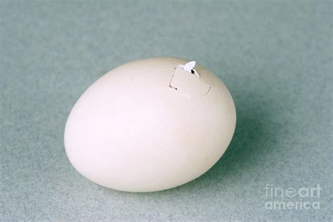 Hatching Chicken Photograph By Ted Kinsman Fine Art America