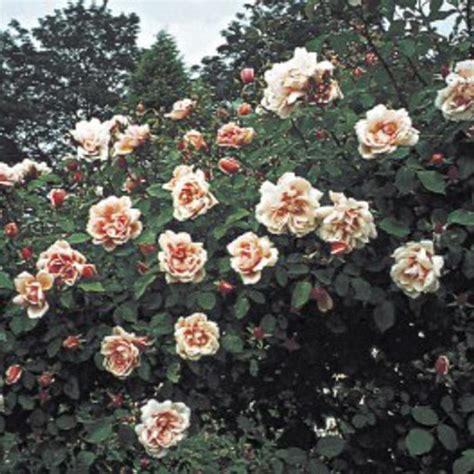 Rose Climbing Albertine 3L 4L Pot Harkness Roses