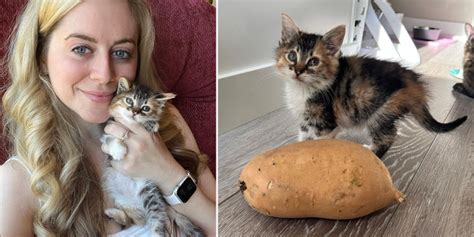 Rescuer Saves Tiny Kitten Who Goes From Sour To Sweet Potato