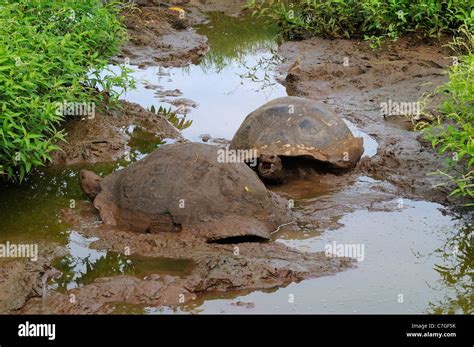 Galapagos Giant Tortoise Geochelone Nigra In Mud Bath Galapagos