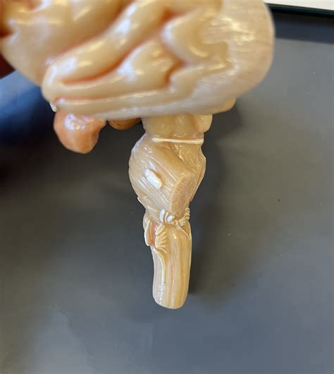 Brainstem Cranial Nerves 2 Diagram Quizlet