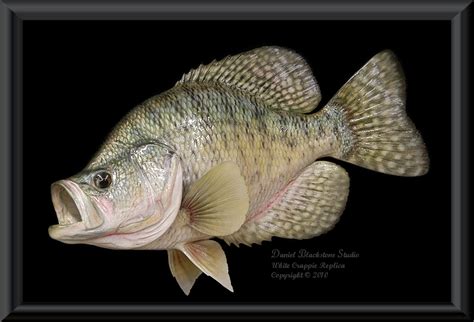 White Crappie Fish Mounts And Replicas