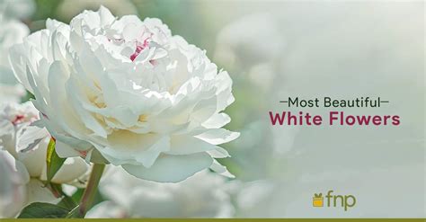 Which Are Some Of The Most Beautiful White Flowers On Earth FNP