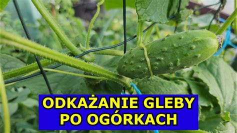 JAK ODKAŻAĆ Glebę po Ogórkach Jak chronić Ogórki przed Mączniakiem