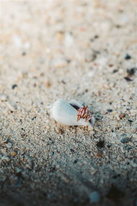 How To Catch Sand Fleas Best Beaches Near Me