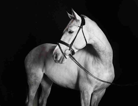 Chocolate Palomino Horse Genetics Smarter Horse