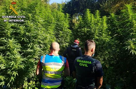 La Guardia Civil Desmantela Un Cultivo Con M S De Plantas De