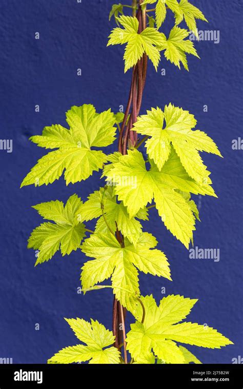 Humulus Lupulus Aureus Golden Hop On A Blue Background Stock Photo