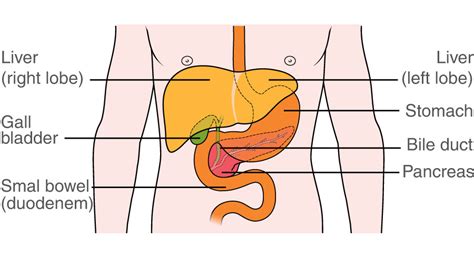 The Liver Lobes Ligaments Vasculature Teachmeanatomy