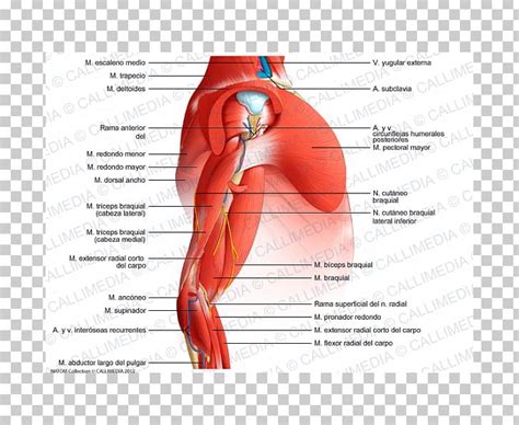 Arm Shoulder Muscle Elbow Anatomy PNG Clipart Abdomen Anatomy Arm