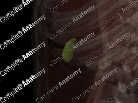 gallbladder complete anatomy