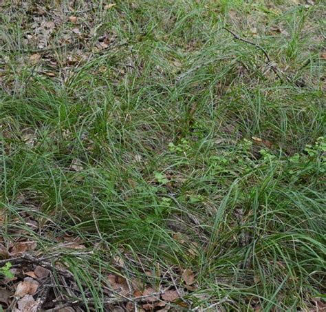 Stipa Lepida Foothill Needlegrass Larner Seeds