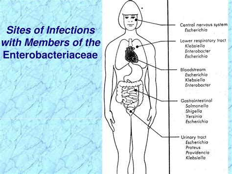 Ppt Introduction To Enterobacteriaceae Powerpoint Presentation Free